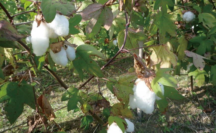 「棉」の種蒔きから始めて、 楽しさを創る「楽創」スローライフ入門